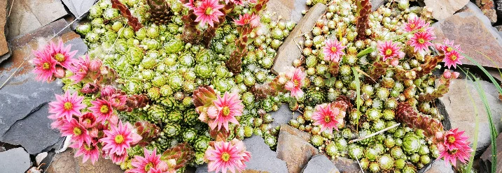 Rosa Blüten auf Steinen